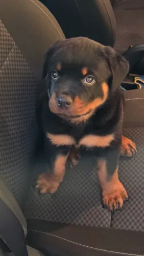 Filhote de Rottweiler padrão alemão