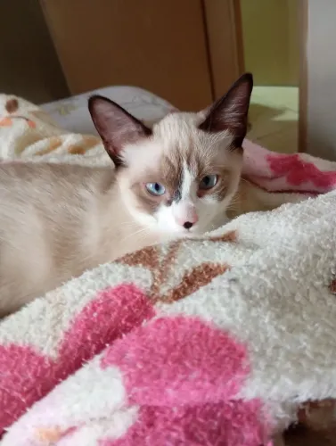 Para doação lindo gato macho siamês quatro meses de idade