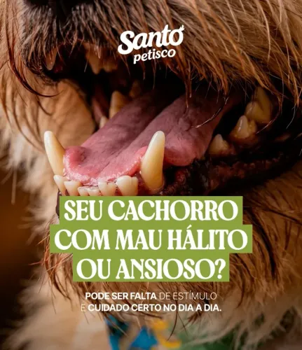 Box Petiscos Naturais para Cachorro + Brinquedo | Saúde Bucal e Menos Ansiedade