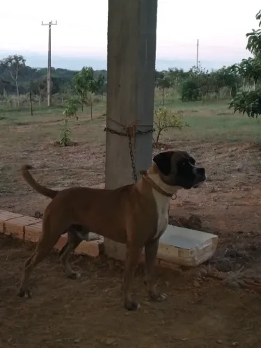 Doação  de um cachorro  box