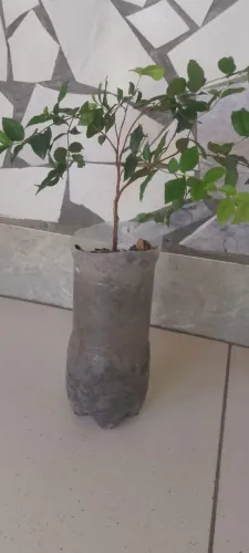 Mudas de jabuticabas