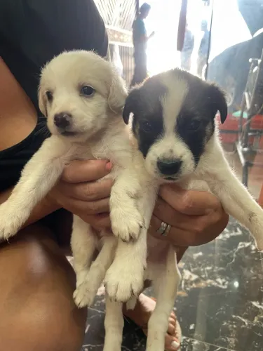 LINDOS PARA DOAÇÃO