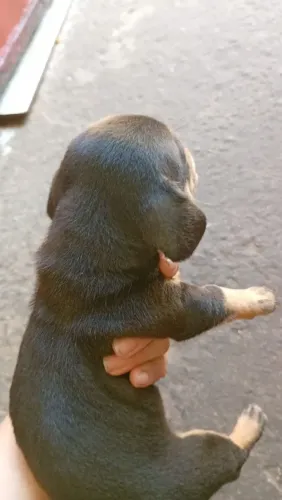 Vendo Basset brincalhão e já está com 1 mês