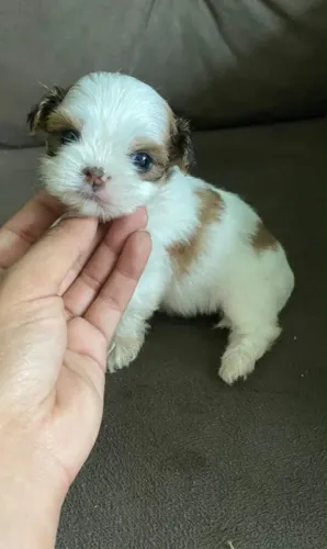 Shih-Tzu Filhotes