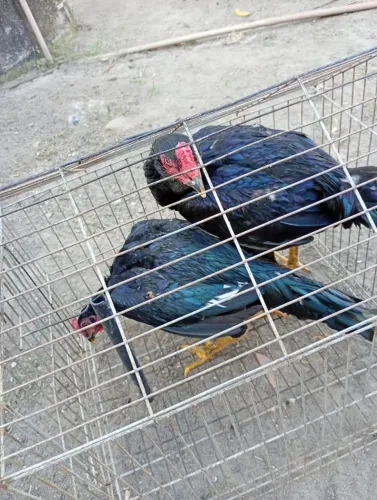 Vende-se