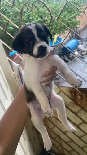 Esteou doando uma cachorrinha 