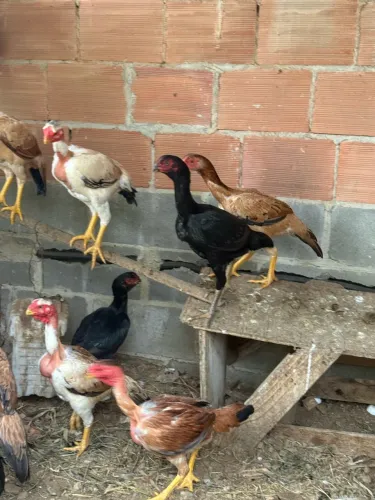 Vendo frango frangas Assel bico curto