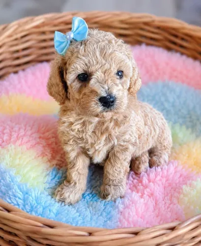Filhotes de poodle toy fêmeas e machos