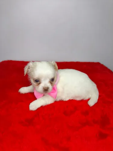 Chihuahua fêmea branca com creme