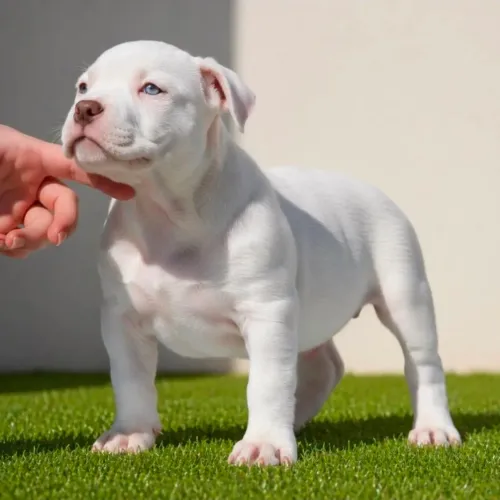 American bully filhotes puros acp/ veterinário 