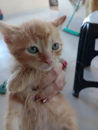 Gato filhote 