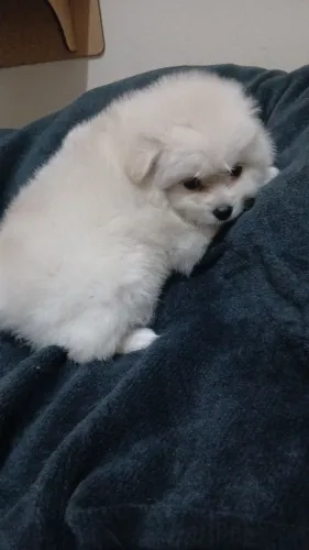 Lulu Pomerânia já vermifulgada