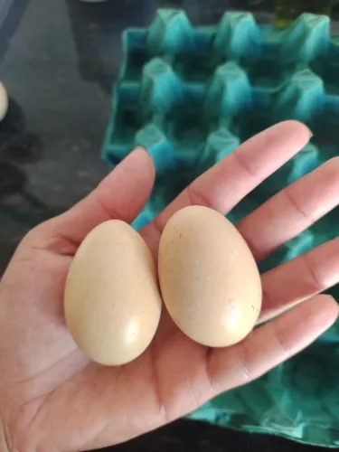 Ovo fértil de galinha sedosa ( japonesa)