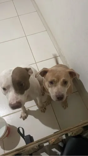 Doa-se cachorros pitbull