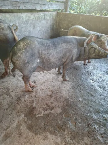 Animal