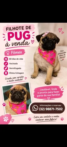 Filhote de pug fêmea