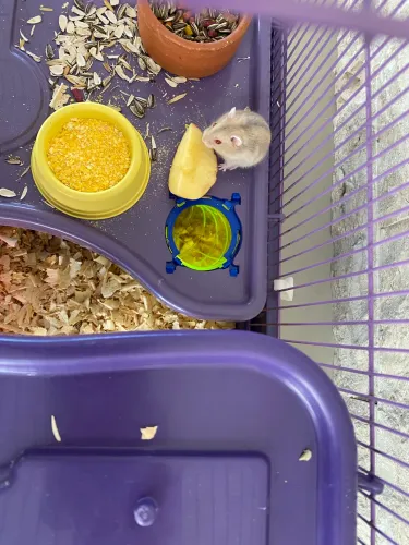 Filhotes de Hamster-Anão valor 45,00 cada tenho 6 filhotes