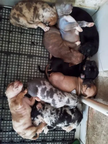 Filhote de Pitmonster disponível 