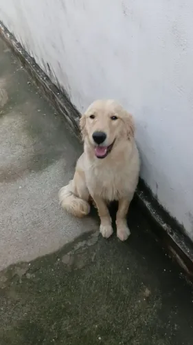 Estou vendendo golden retriever 