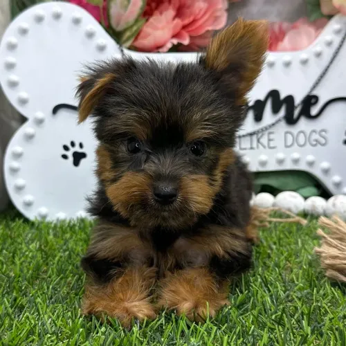Yorkshire Terrier: Amor incondicional em dose compacta 
