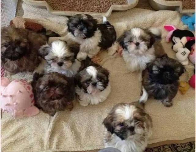 doando esses filhotes de shih tzu Interessados CHAMEN SOMENTE NO WHATSAPP!!! *