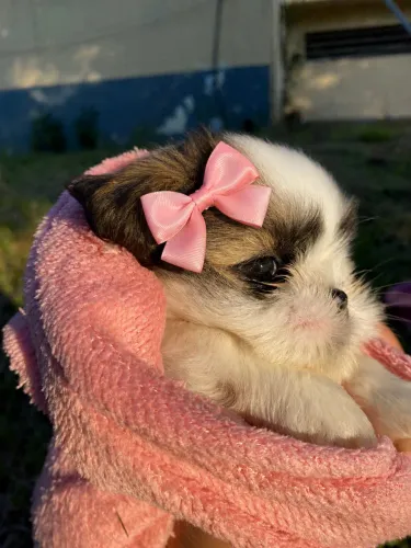 Shih Tzu Fêmea Filhote | Vacinada | Porte Pequeno