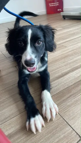 estou doando um cãozinho muito brincalhão ?