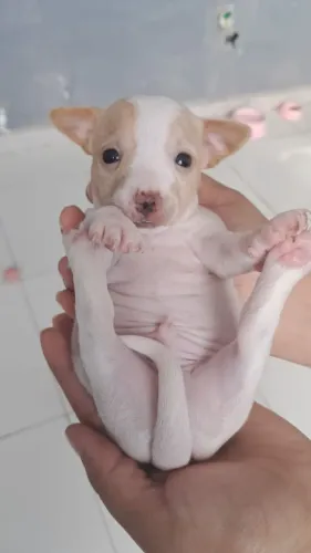 Cachorro Pinscher