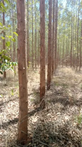 FAZENDA COM PLANTIO DE FLORESTA EUCALIPTO NO NORTE DE MINAS , VENDE A FAZENDA OU A FLOREST