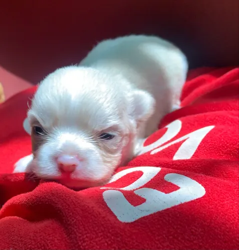 Chihuahuas 