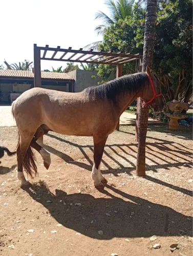 Cavalo