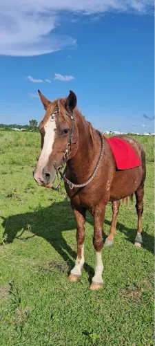 Cavalo mangalarga
