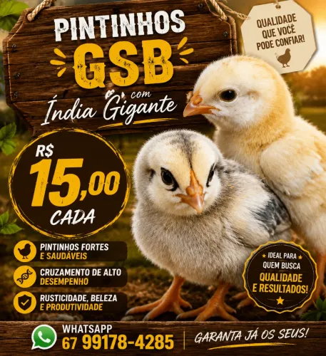 Pintinhos GSB Com Índia Gigante