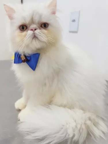 Gato Persa ?