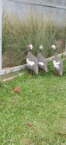 Vendo galinha de Angola