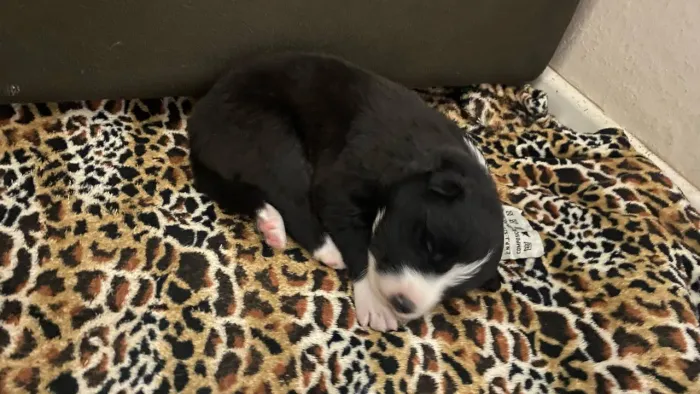 Vendo filhotes de Border Collie com Pedigree