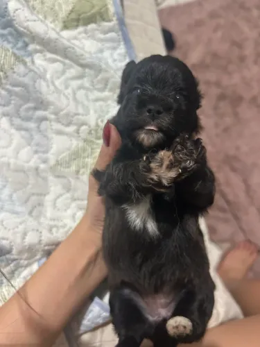Shih Tzu fêmea 1.300