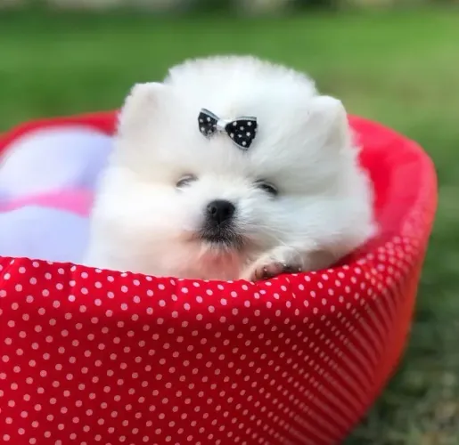 Spitz Alemão anão fêmea criados com muito cuidado
