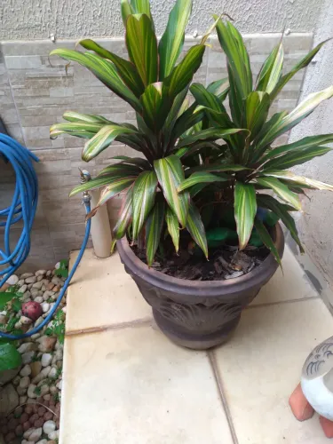 Por. 50. - Vaso com planta