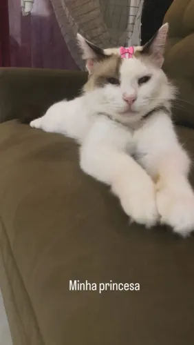 Doação de gatinha