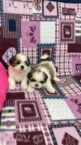 Filhote de shih tzu oo pequeno amigo que conquista a primeira vista