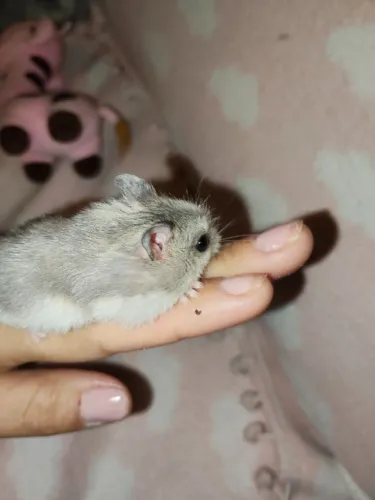 Filhote de Hamster sírio anão