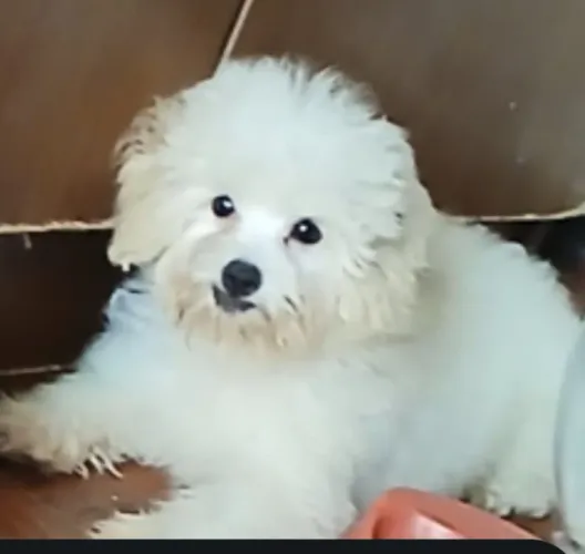 Vendo filhote poodle macho