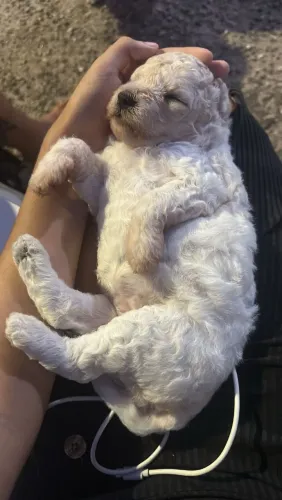 Poodle 