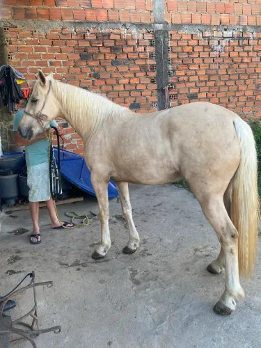 Podas a venda