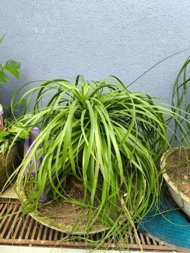 Plantas