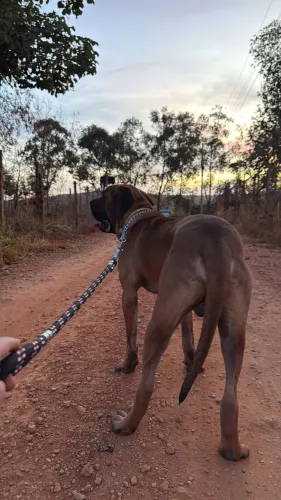 Filhotes de Fila Brasileiro