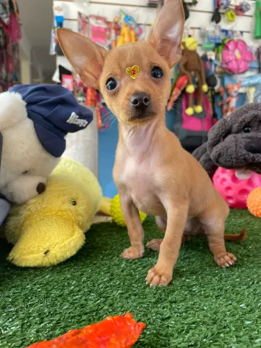 Pinscher fêmea na cor caramelo $2.500,00