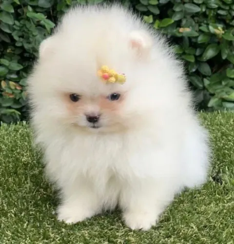 Spitz Filhotinho pronto para viver momentos especiais ao seu lado