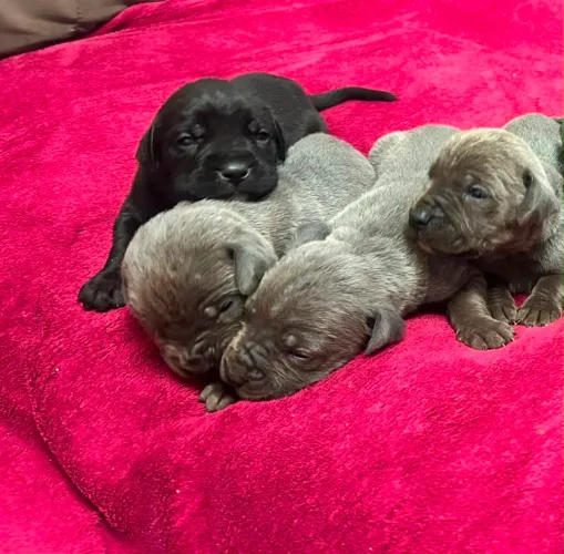 Filhote de Cane Corso